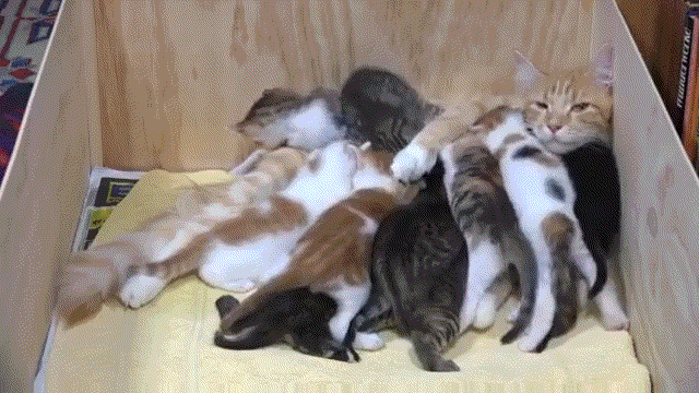 虽然猫妈一脸生无可恋,但这么多小奶猫实在是可爱过分了吧!